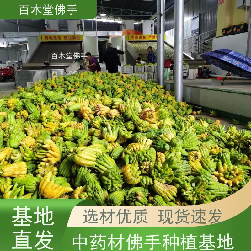 百木堂 水果种植 枝叶紧密 美丽多姿 园林景区栽植