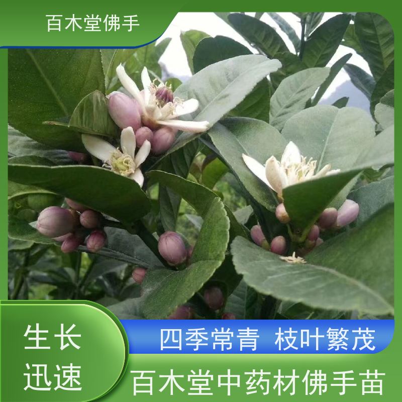 百木堂 金银花种植 枝叶紧密 美丽多姿 城市景观绿化树 