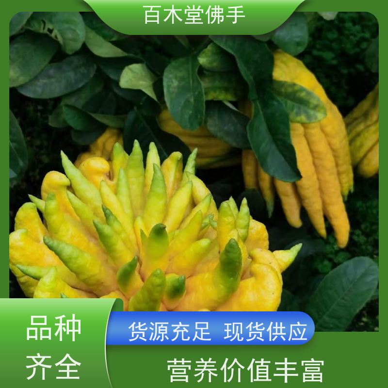 百木堂 黄精种植 枝叶紧密 美丽多姿 道路绿化行道苗