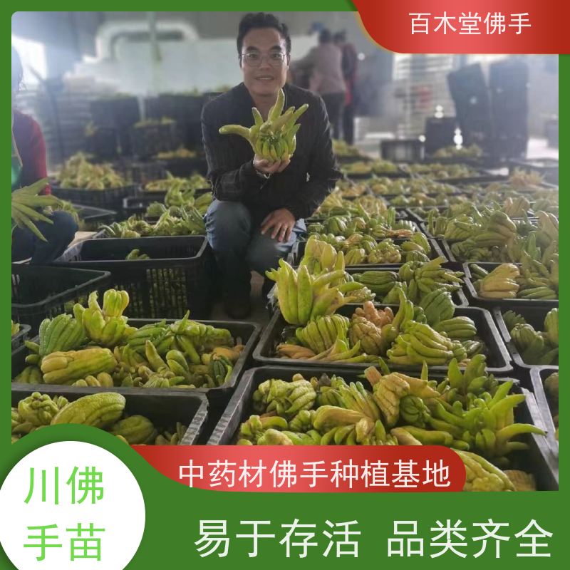 百木堂 佛手1号良种 造型优美 易成活 道路绿化行道苗