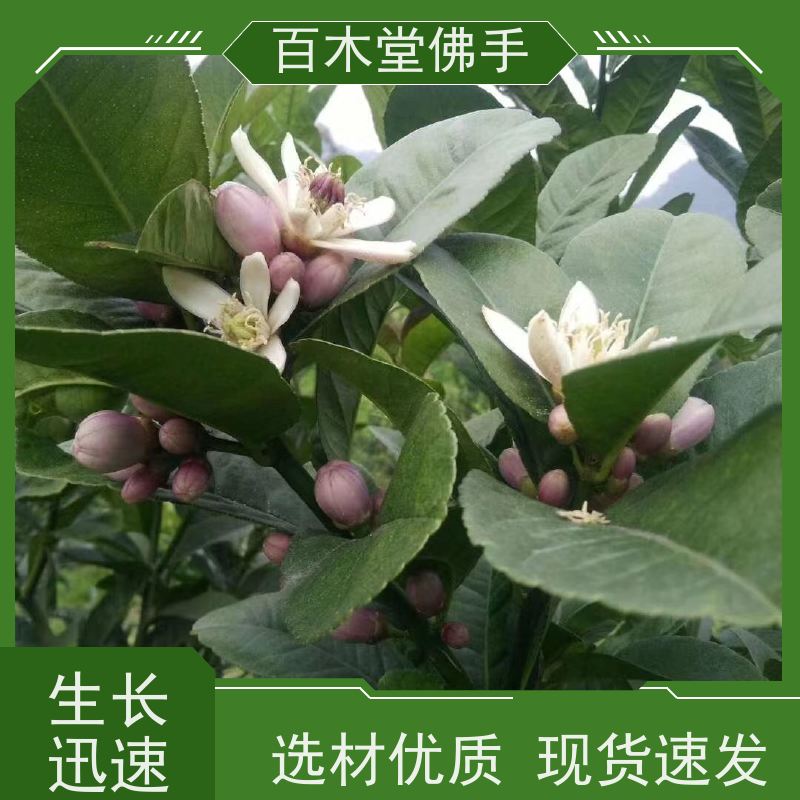 百木堂 前胡种植 高成活率 较耐干旱 城市景观绿化树 
