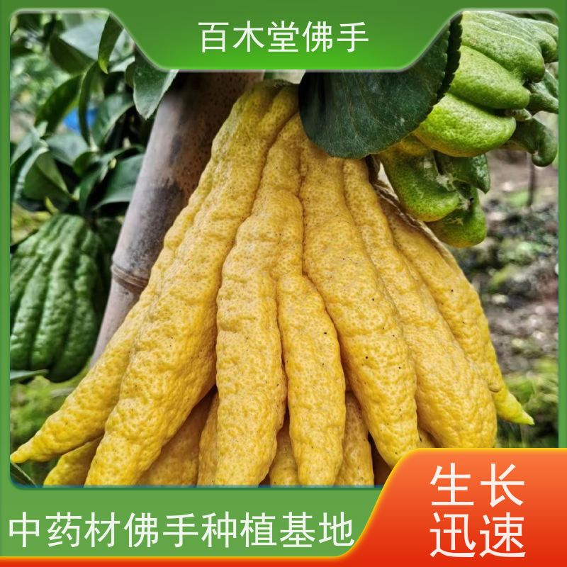 百木堂 川佛手苗 植株茂密 生长迅速 城市景观绿化树 