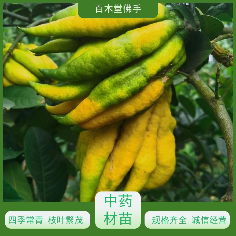 百木堂 中药材佛手种植 适用性强 规格齐全 道路绿化行道苗