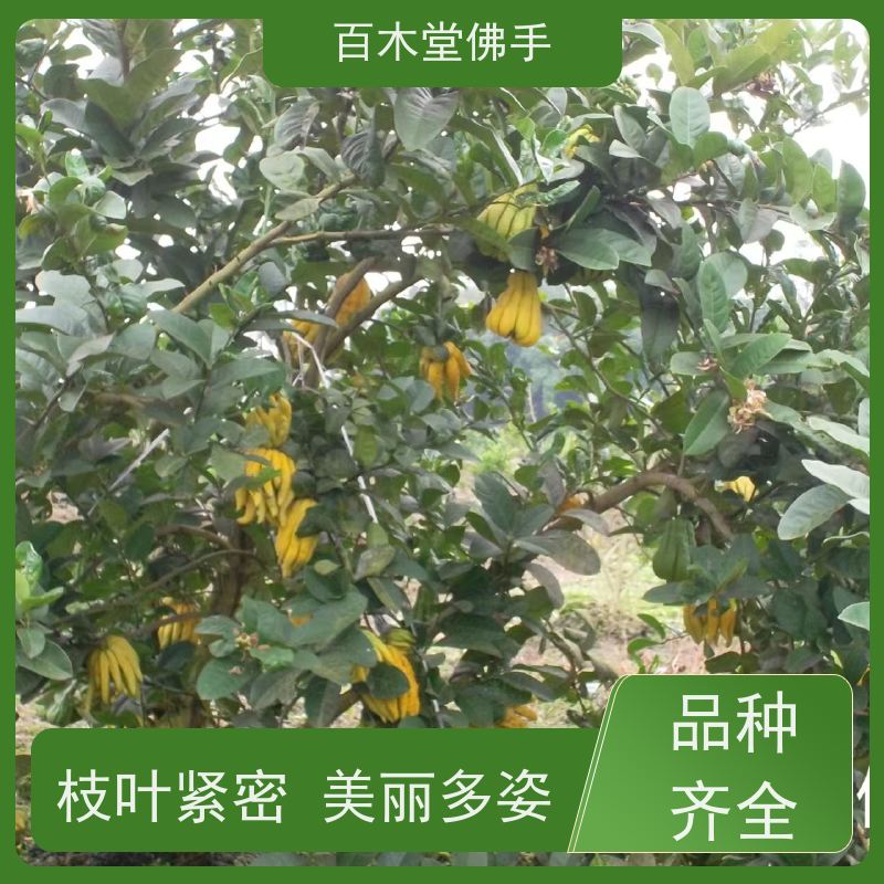 百木堂 内 江佛手批发 产量高 用途广泛 用于室内外盆景