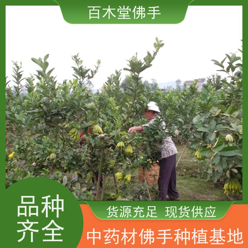 百木堂 宜 宾佛手基地 造型优美 易成活 用于庭院装饰