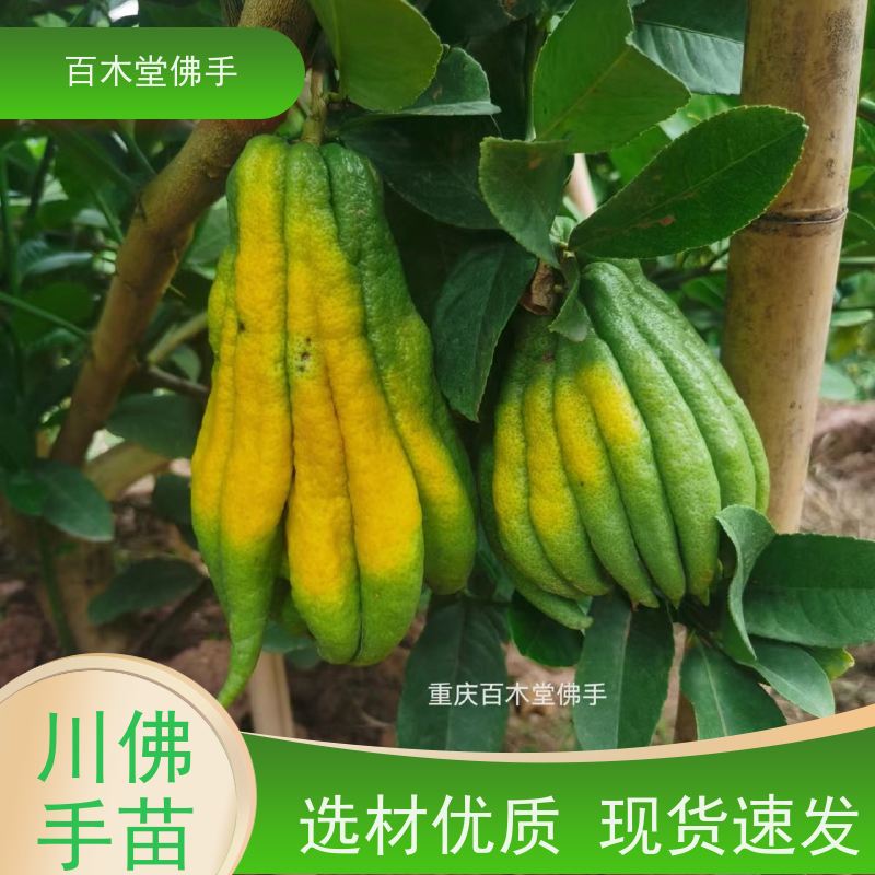 百木堂 沙 湾佛手 城市景观绿化树 用于庭院装饰