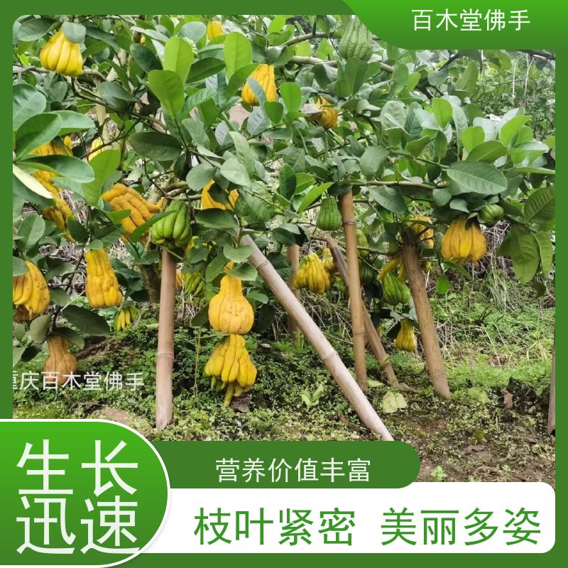 百木堂 沪 州佛手 城市景观绿化树 中药材种植基地 