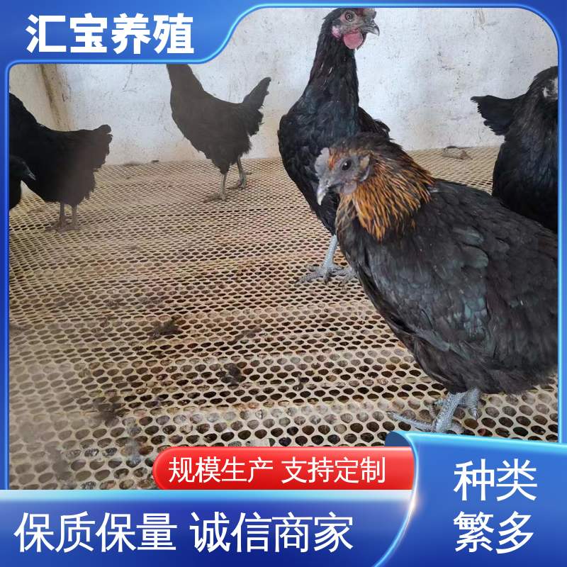 汇宝养殖 七彩山鸡苗 饲养简单 做种繁殖 可合作