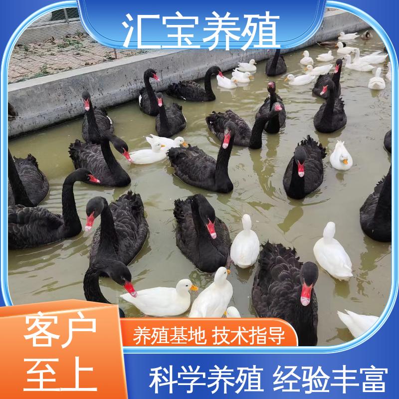 汇宝养殖 喂养方法 宠物小黑天鹅 体型优美 动物园改良 实地引种考察