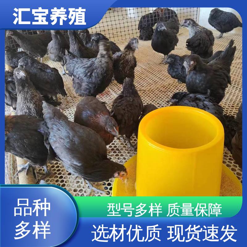 汇宝养殖 笨鸡鸡苗 容易饲养 成年可下蛋 实地考察