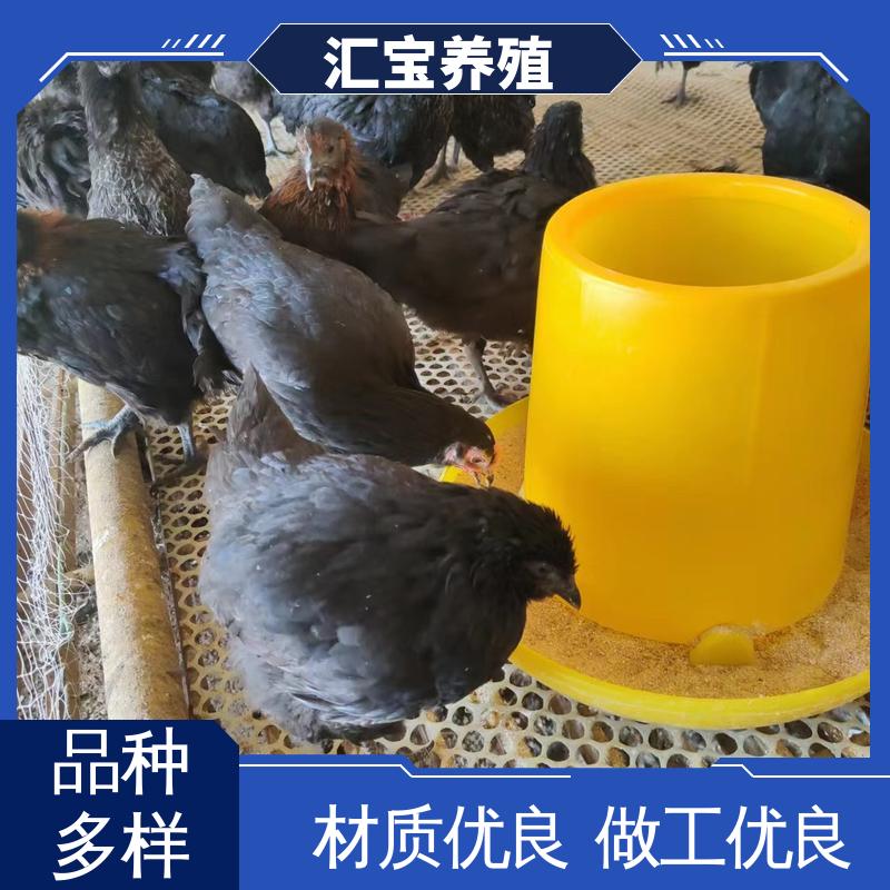 汇宝养殖 大红公鸡苗 高端品种 羽毛漂亮 包回收