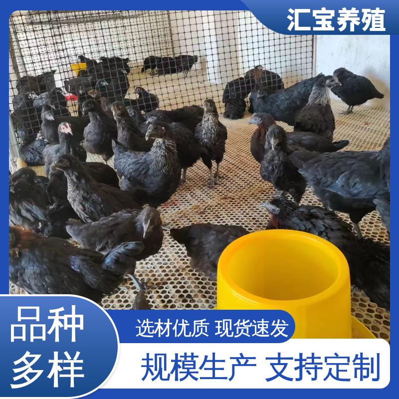 汇宝养殖 绿壳蛋鸡鸡苗 饲养简单 做种繁殖 厂家直供