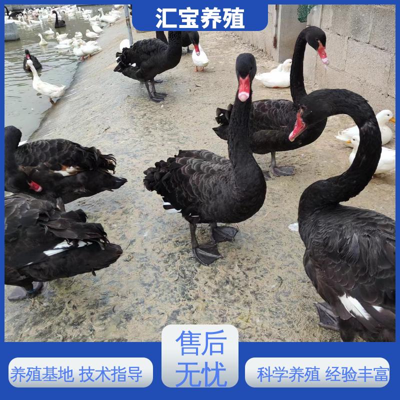 汇宝养殖 品种纯正 一年青年黑天鹅 全国可发 实地引种考察