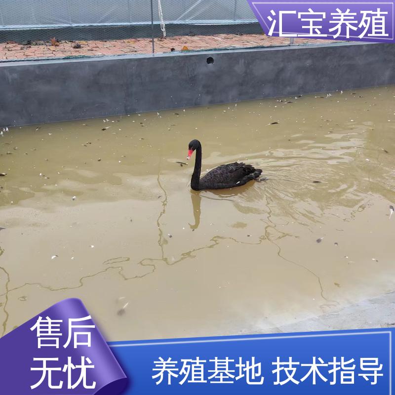 汇宝养殖 高端品种 家养黑天鹅 全国可发 可回收健康