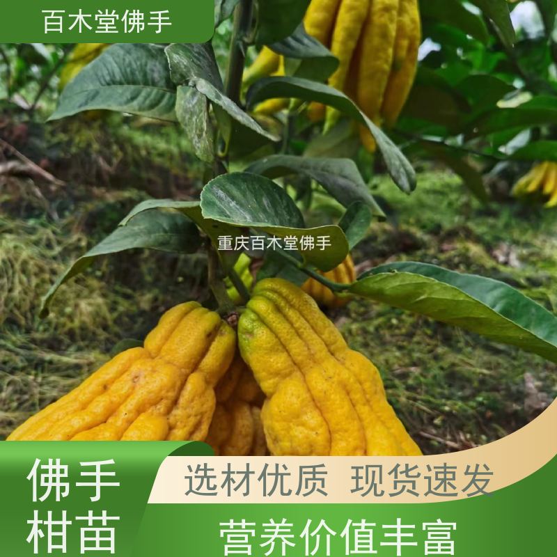 百木堂 南充佛手苗 生长环境适应性强 中药材种植基地 