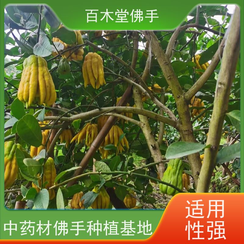 百木堂 佛手柑苗技术 观赏植物 附加值高 种苗基地直供