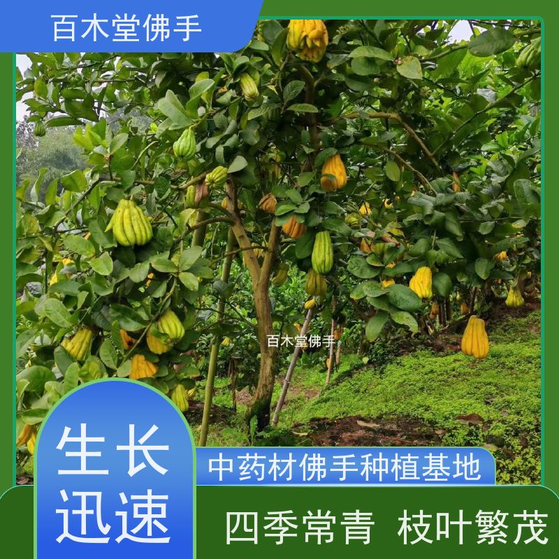 百木堂 良 种佛手苗 观赏植物 附加值高 园林景区栽植