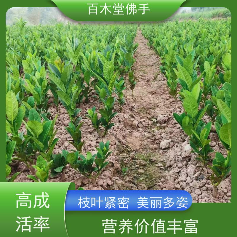 百木堂 潼 南佛手苗 城市景观绿化树 中药材种植基地 