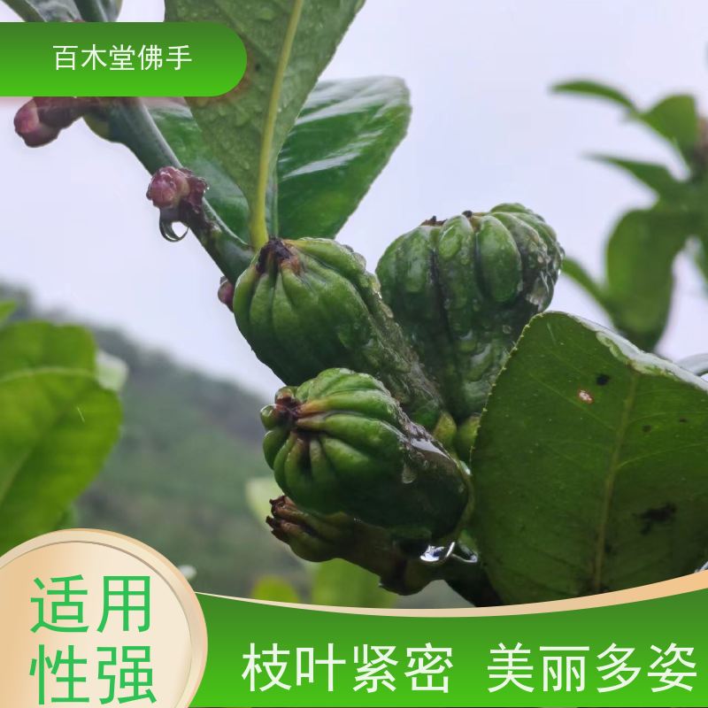 百木堂 五 通桥佛手苗 城市景观绿化树 种苗基地直供 