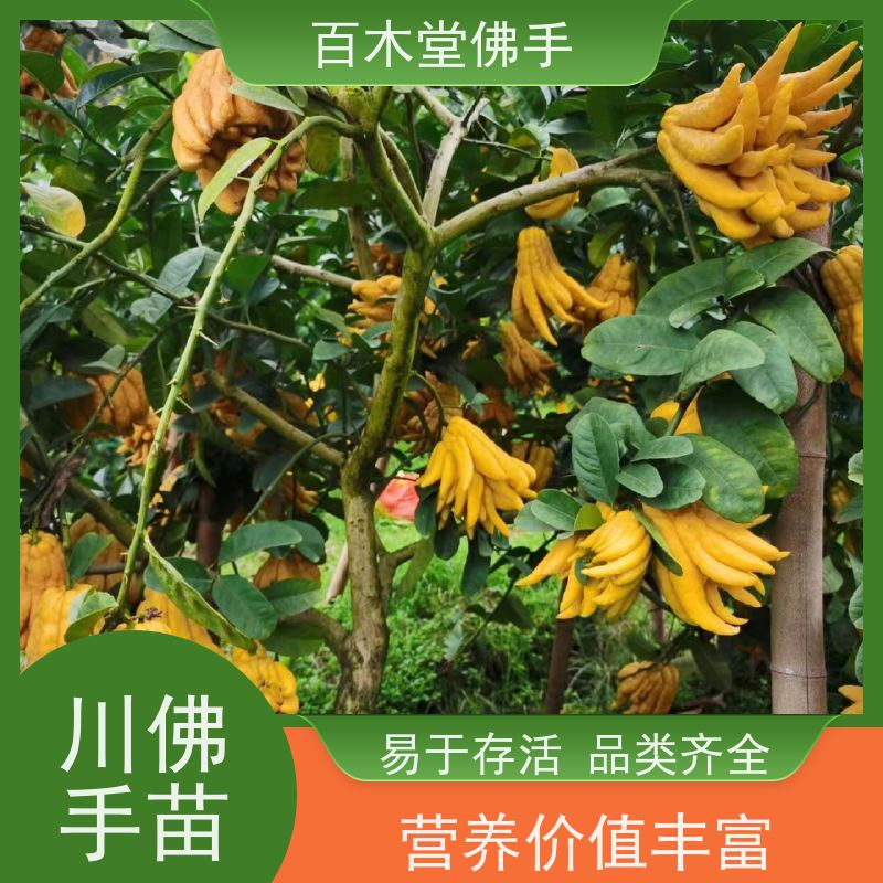 百木堂 良种佛手批发 生长迅速 品种齐全 道路绿化行道苗