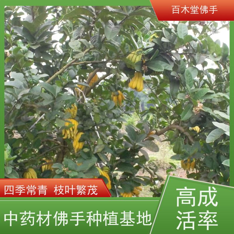 百木堂 佛手柑苗批发 生长迅速 品种齐全 植株茂密 用途广泛