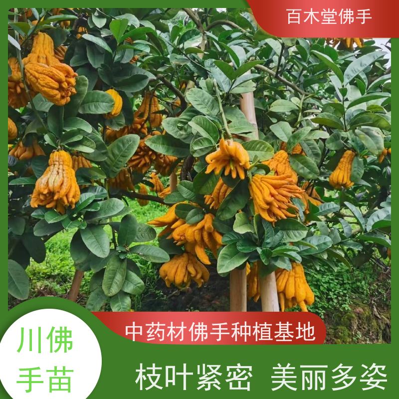 百木堂 金佛手苗种植技术 适用性强 规格齐全 园林景区栽植