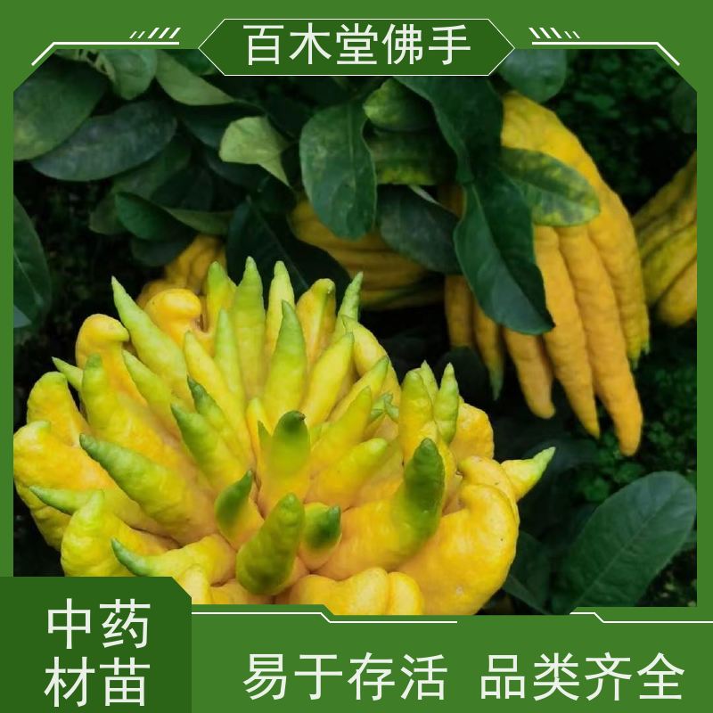 百木堂 柚子种植 造型优美 易成活 城市景观绿化树 