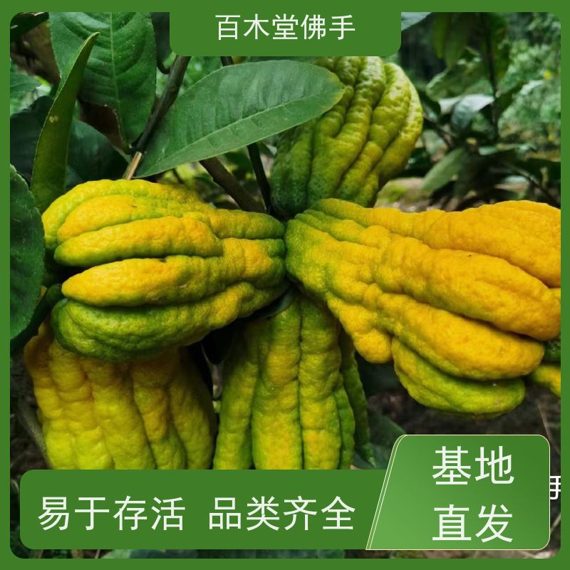 百木堂 柠檬种植 生长环境适应性强 道路绿化行道苗