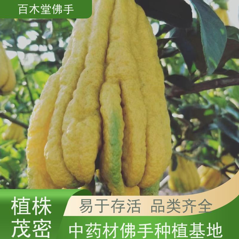 百木堂 中药材种植 造型优美 易成活 园林景区栽植