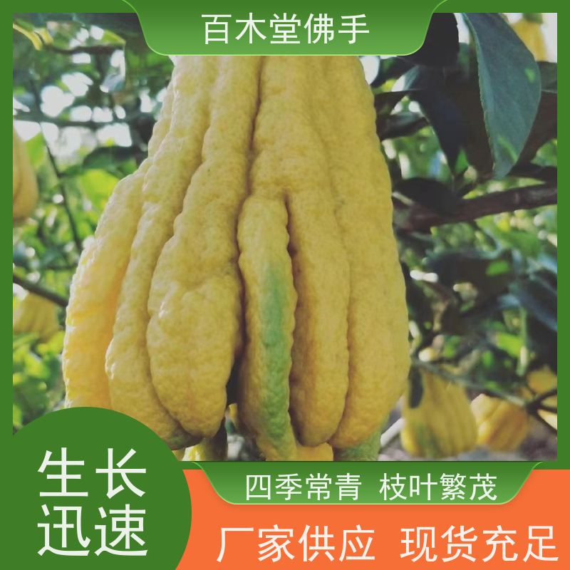 百木堂 梁 平佛手苗 造型优美 易成活 中药材种植基地 