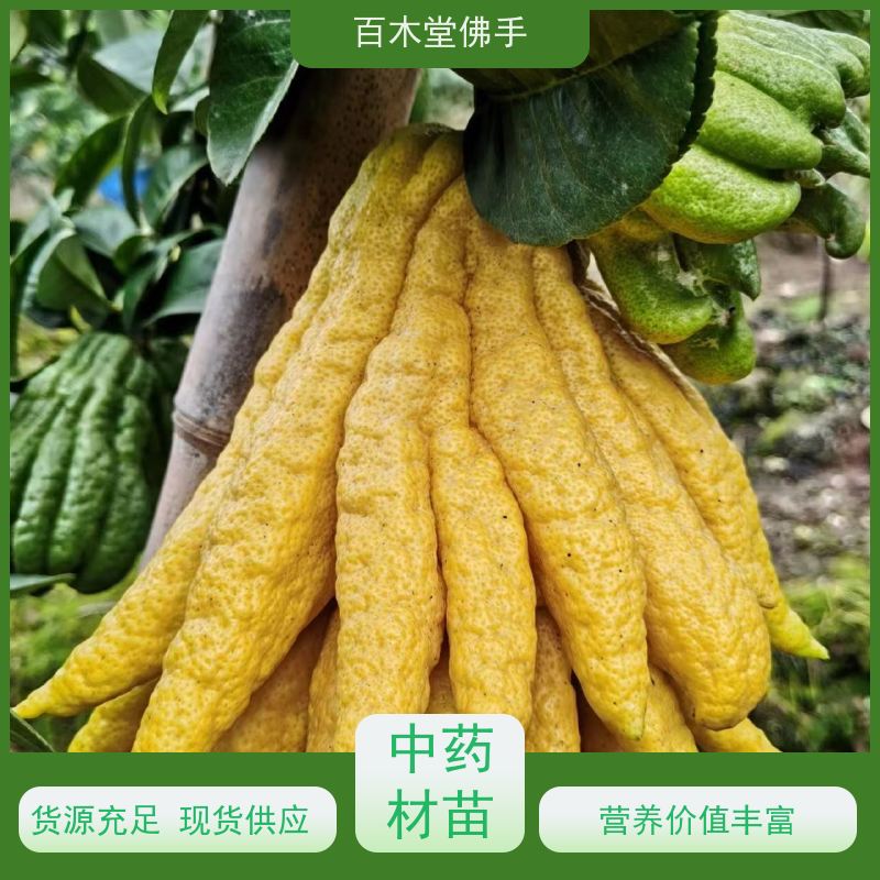 百木堂 贝母种植 适用性强 规格齐全 园林景区栽植