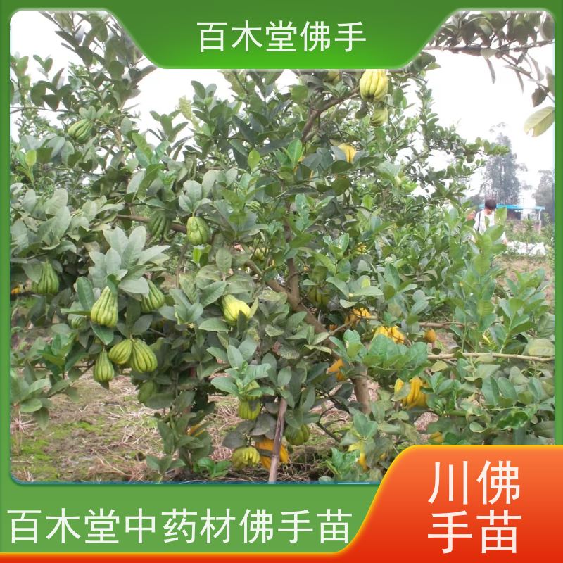 百木堂 内 江佛手基地 道路绿化行道苗 品种齐全