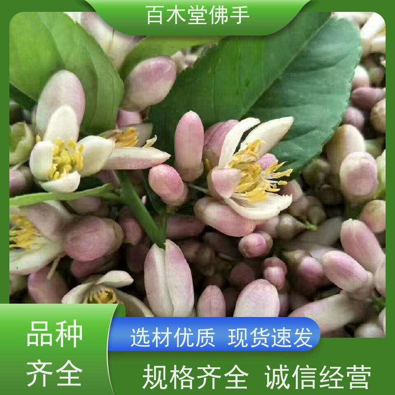 百木堂 广佛手基地 枝叶紧密 美丽多姿 生长迅速