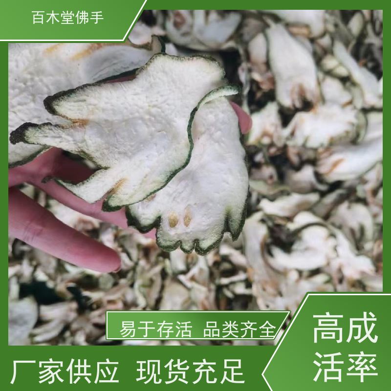 百木堂 石 柱佛手 植株茂密 生长迅速 城市景观绿化树 