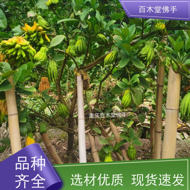 百木堂 自 贡佛手 枝叶紧密 美丽多姿 中药材种植基地 