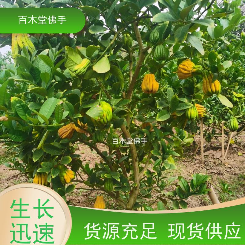 百木堂 遂 宁佛手 枝叶紧密 美丽多姿 用于庭院装饰