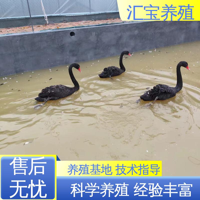汇宝养殖 喂养方法 成年黑天鹅活体 全国可发 可回收健康
