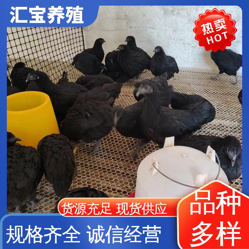 汇宝养殖 绿壳蛋鸡鸡苗 种鸡蛋产蛋率高 实地考察