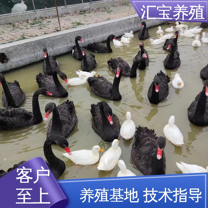 汇宝养殖 品种纯正 宠物小黑天鹅 一只起发 四肢长度适中 不易生病