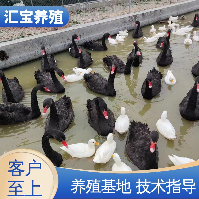 汇宝养殖 喂养方法 两年初产黑天鹅 全国可发 不易生病