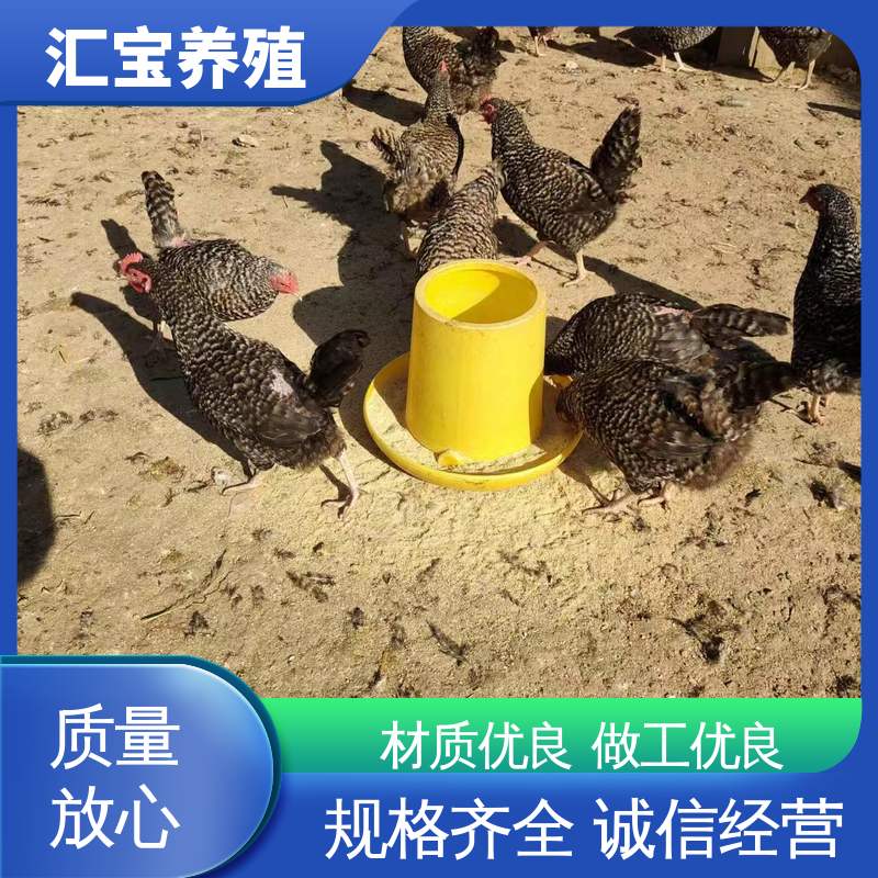 汇宝养殖 五黑鸡鸡苗 标本食用 不易生病 可回收健康