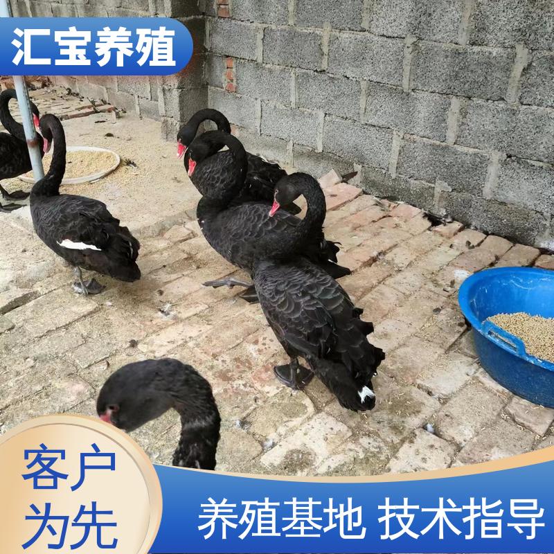 汇宝养殖 高端品种 观赏黑天鹅 成长速度快 一窝多只 可回收健康