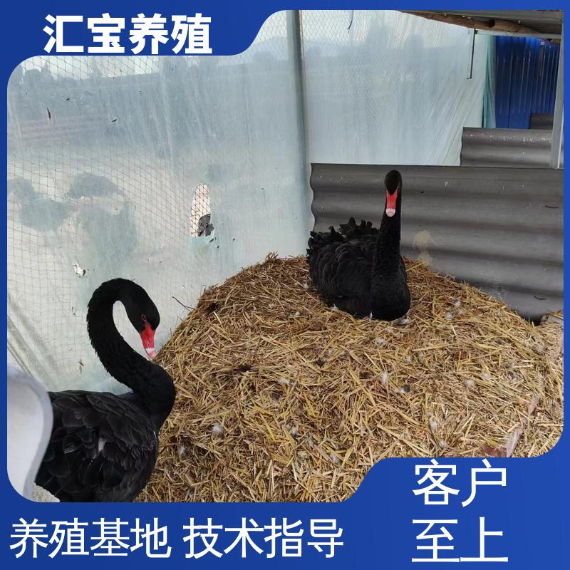 汇宝养殖 喂养方法 黑天鹅 体型优美 动物园改良 不易生病