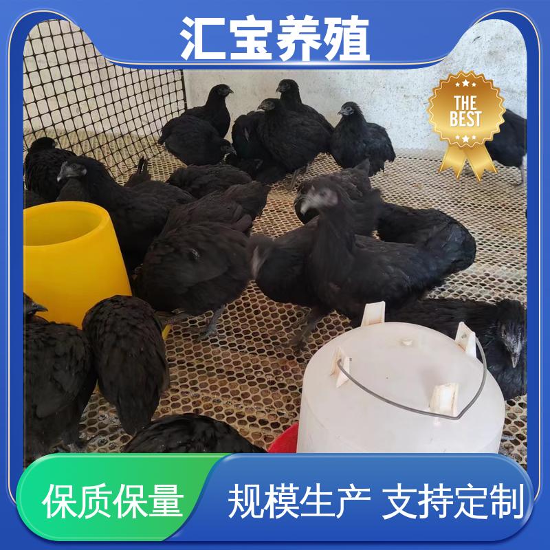 汇宝养殖 火鸡鸡苗 允许个人饲养 产蛋速度快 低成本高回收