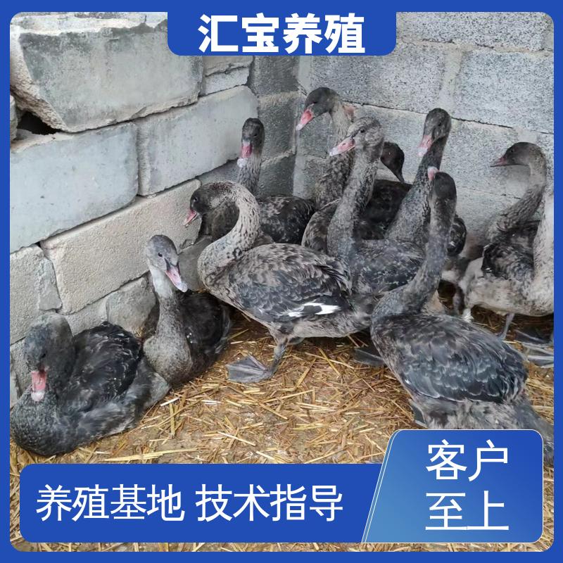 汇宝养殖 品种纯正 美丽的黑天鹅 抗病能力强 提供技术指导