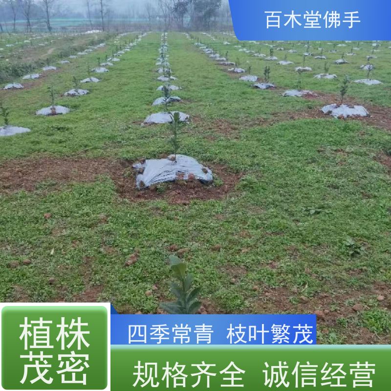 百木堂 广 安佛手苗 高成活率 较耐干旱 中药材种植基地 