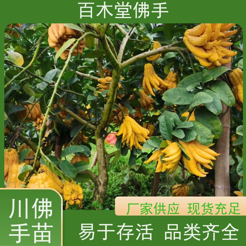百木堂 犍 为佛手苗 枝叶紧密 美丽多姿 种苗基地直供 
