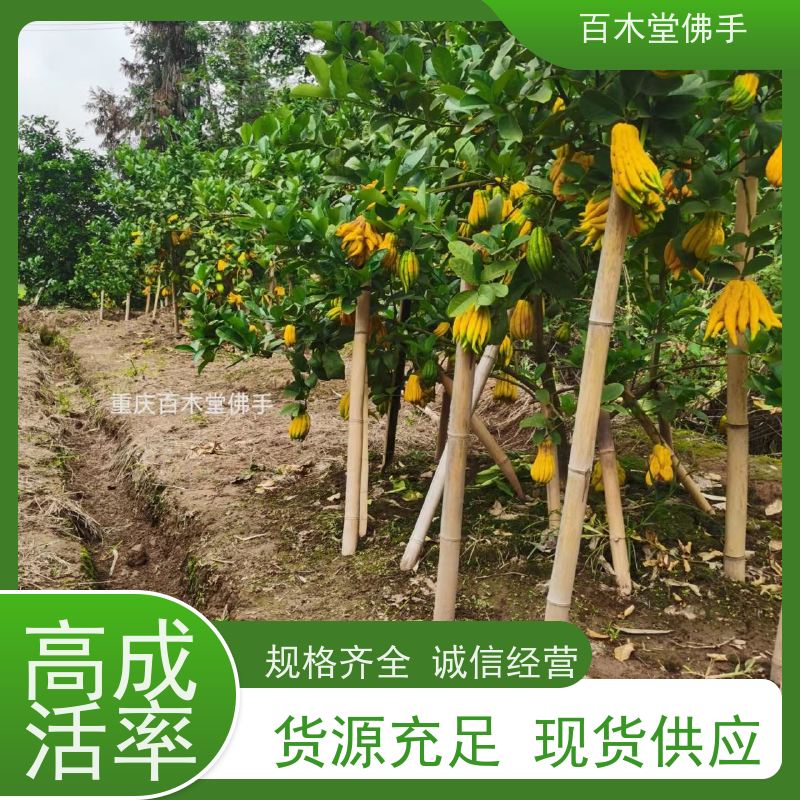 百木堂 川佛手苗技术 枝叶紧密 美丽多姿 园林景区栽植