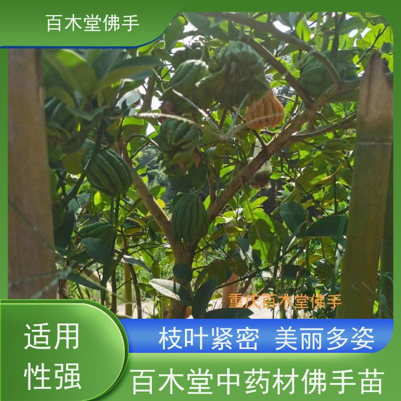 百木堂 广佛手苗种植技术 观赏植物 附加值高 用于室内外盆景