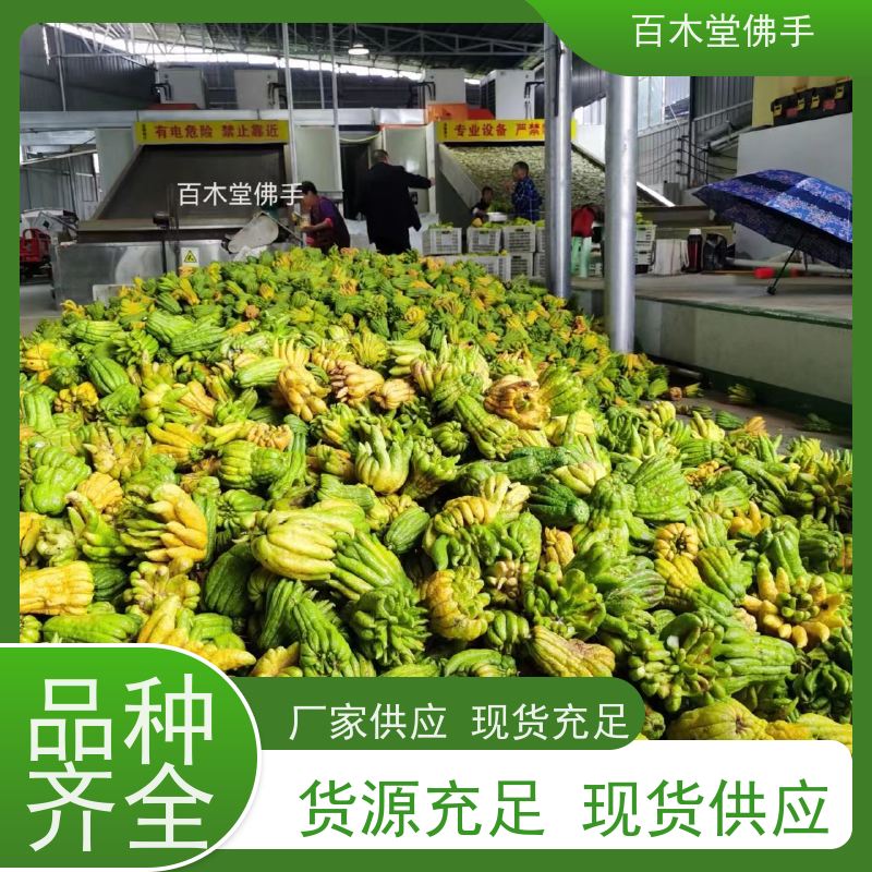 百木堂 佛手1号良种 造型优美 易成活 园林景区栽植